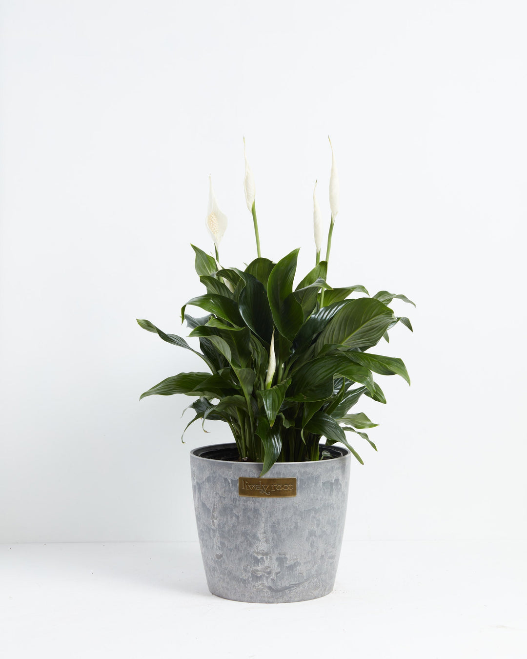 Peace Lily (Spathiphyllum)