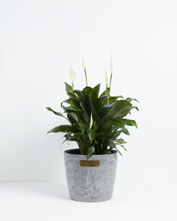 Peace Lily (Spathiphyllum)