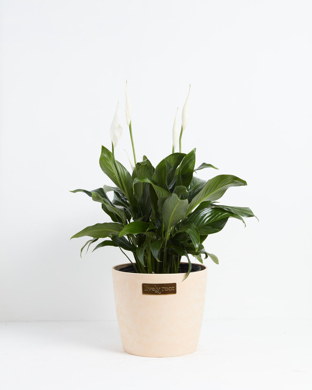 Peace Lily (Spathiphyllum)