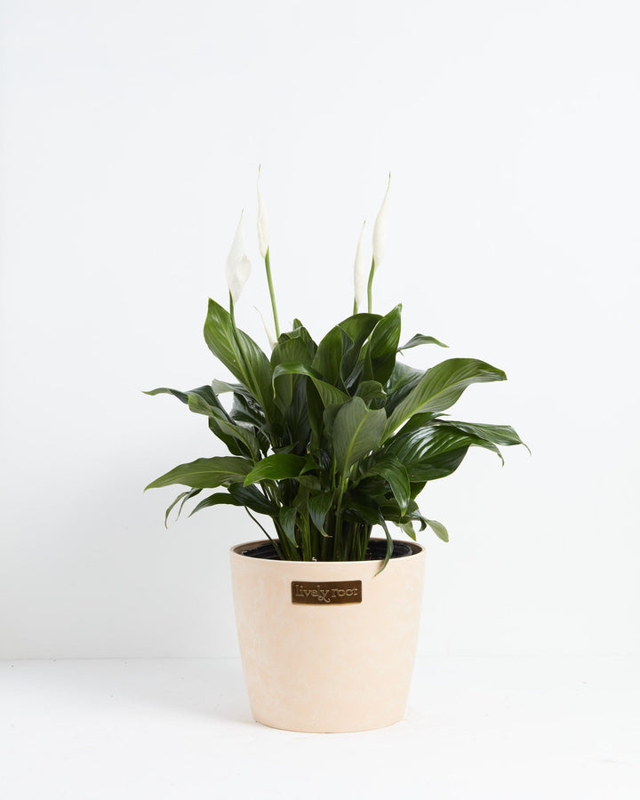 Peace Lily (Spathiphyllum)