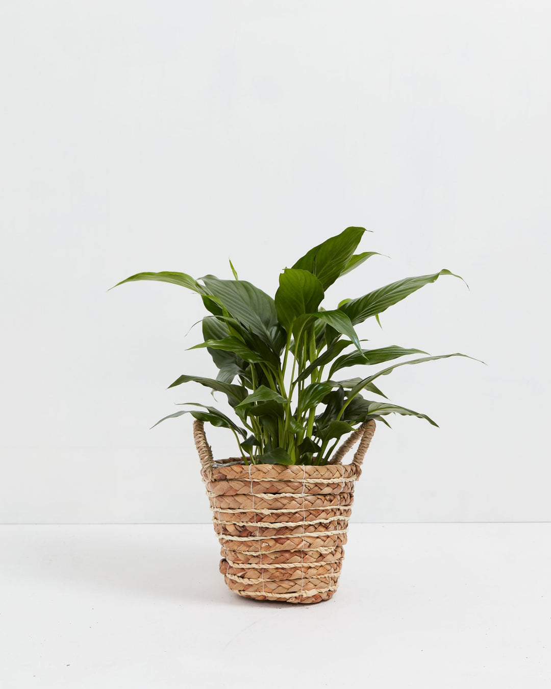 Peace Lily (Spathiphyllum)