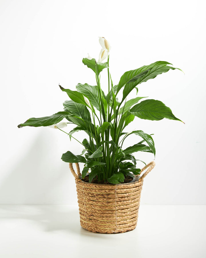 Peace Lily (Spathiphyllum)