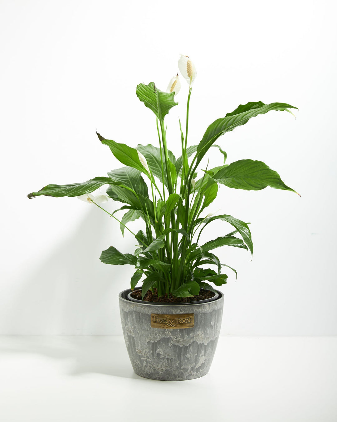 Peace Lily (Spathiphyllum)