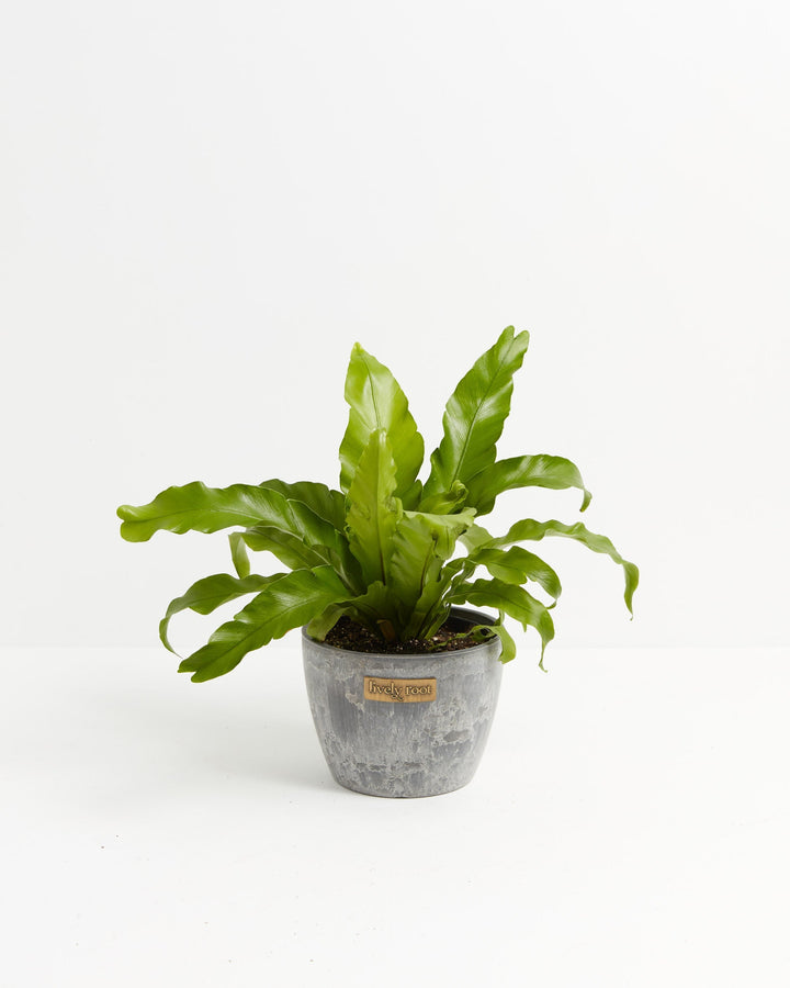 Bird's Nest Fern in 6-inch grey concrete weathered pot, epiphytic fern with vibrant green wavy-edged foliage and architectural center structure, humid environment plant