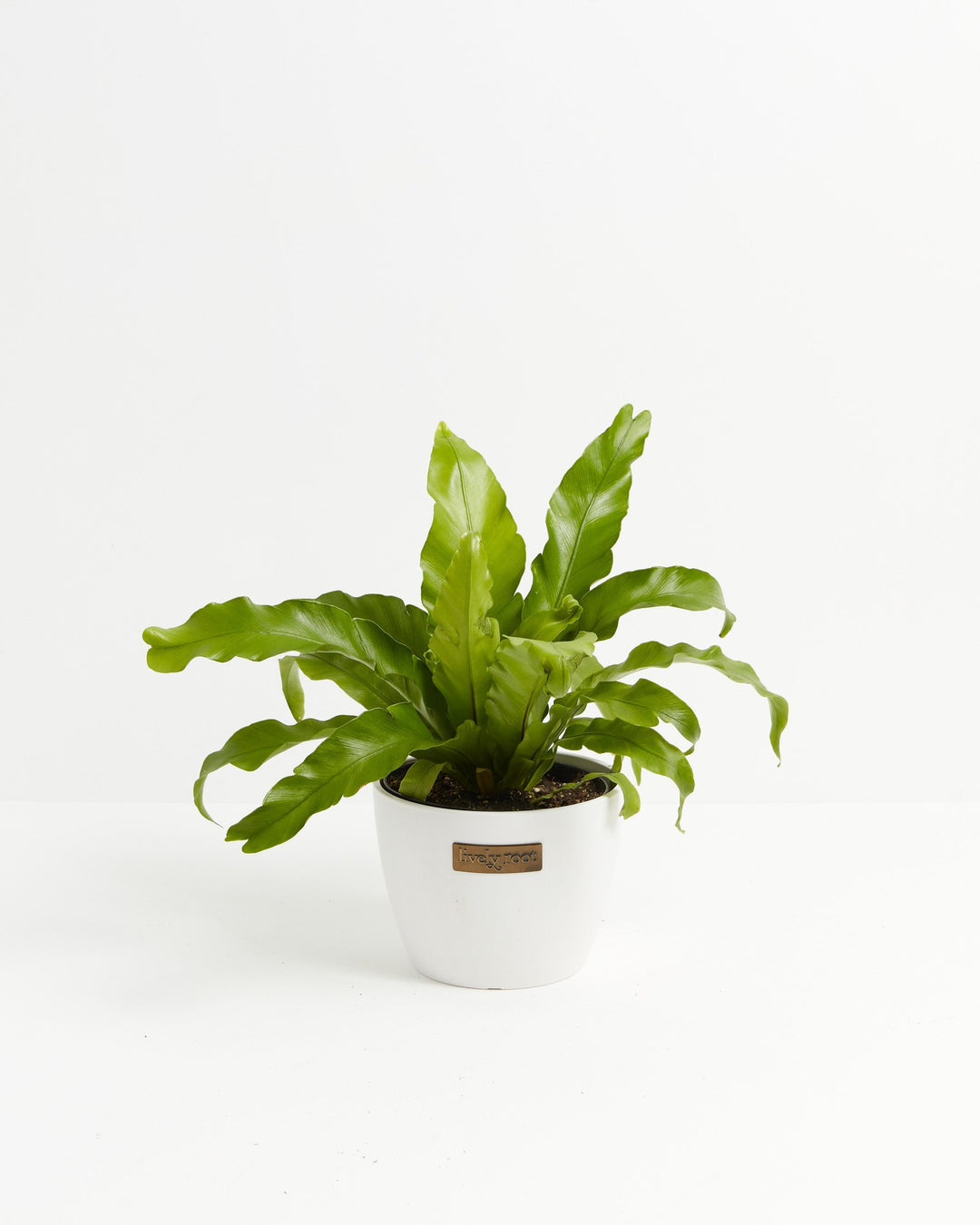 Bird's Nest Fern, 6-inch in white ceramic pot with Lively Root tag, tropical fern with pale green broad fronds and distinctive clustered rosette center, shade-tolerant