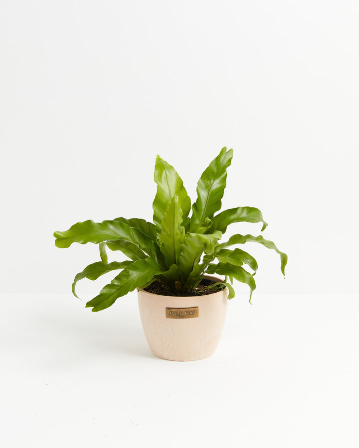 Bird's Nest Fern, 6-inch in cream ceramic pot with Lively Root logo, compact houseplant with distinctive bright green fronds and clustered center growth habit