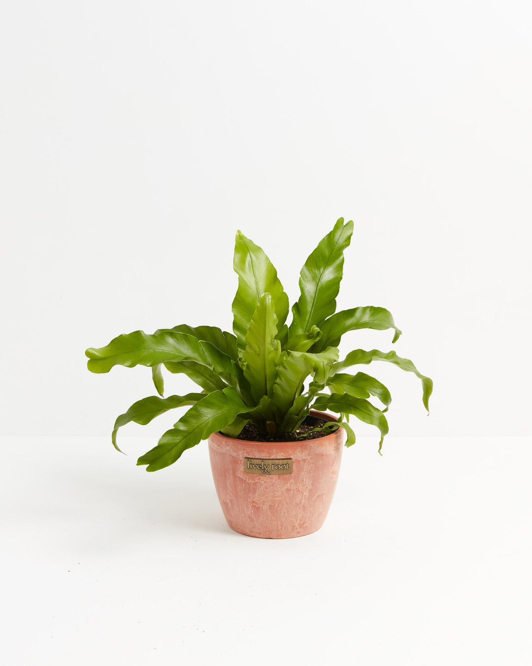Bird's Nest Fern, 6-inch in coral terracotta textured planter, tropical fern with broad chartreuse fronds emerging from central bird's nest formation, pet-safe houseplant