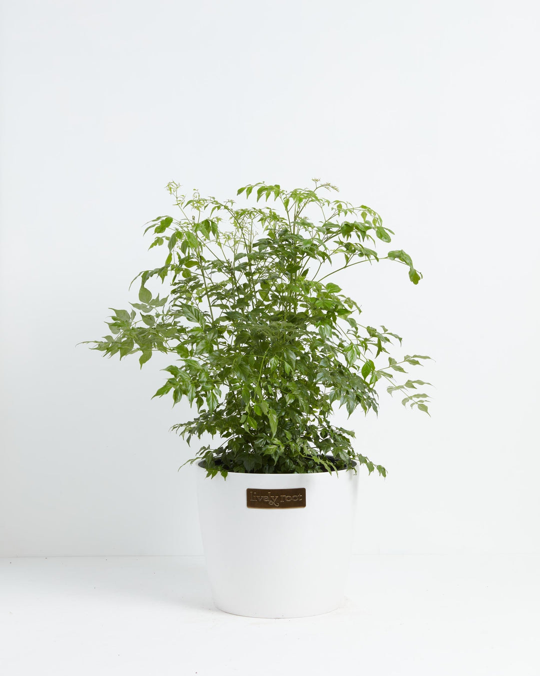 Medusa China Doll (Serpent Tree)
