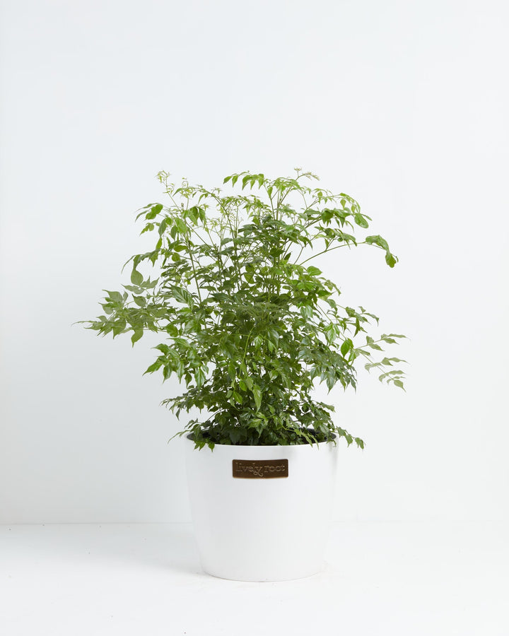 Medusa China Doll (Serpent Tree)