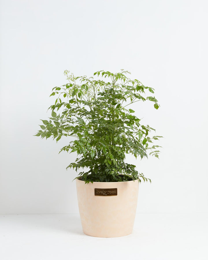 Medusa China Doll (Serpent Tree)