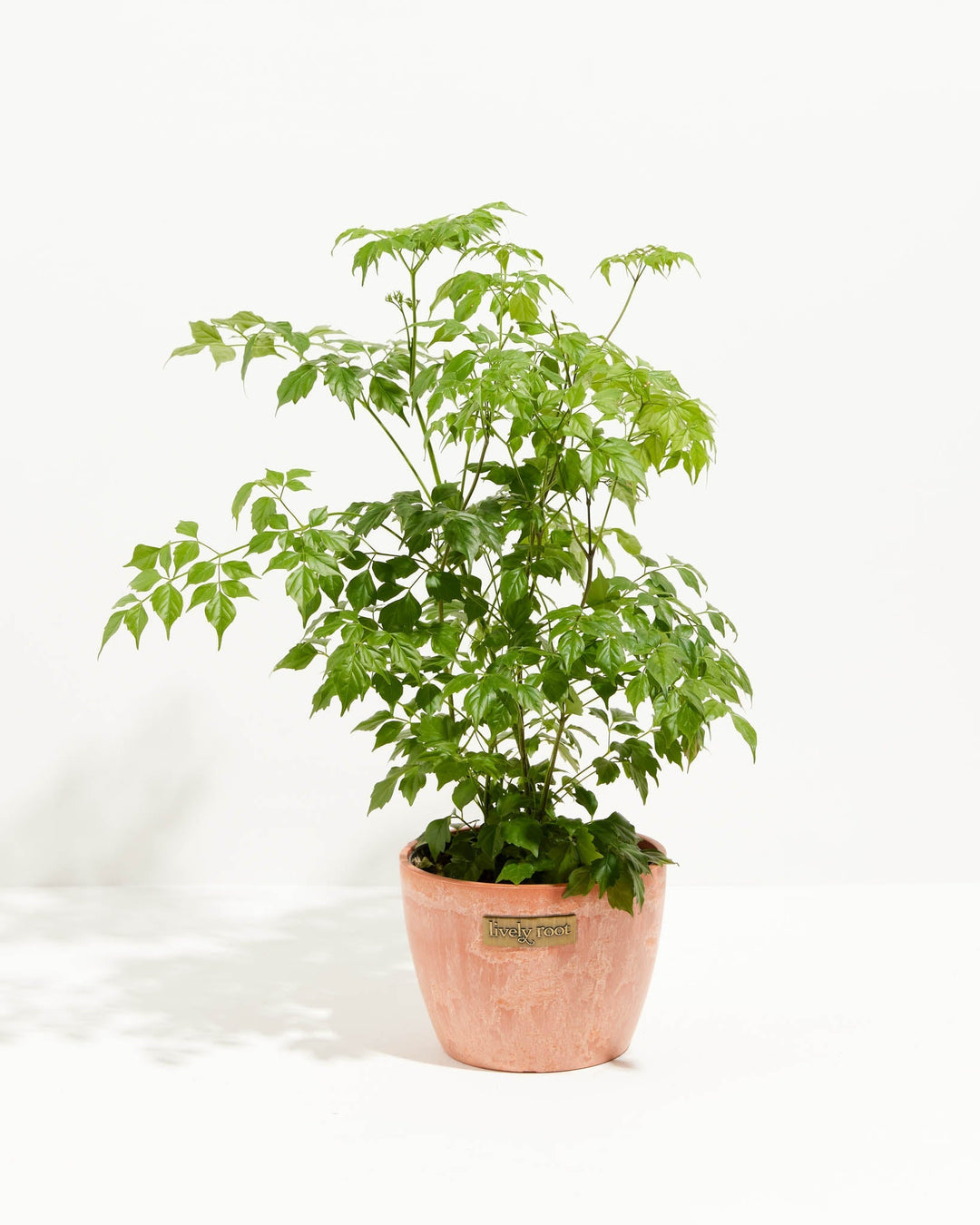 Medusa China Doll (Serpent Tree)