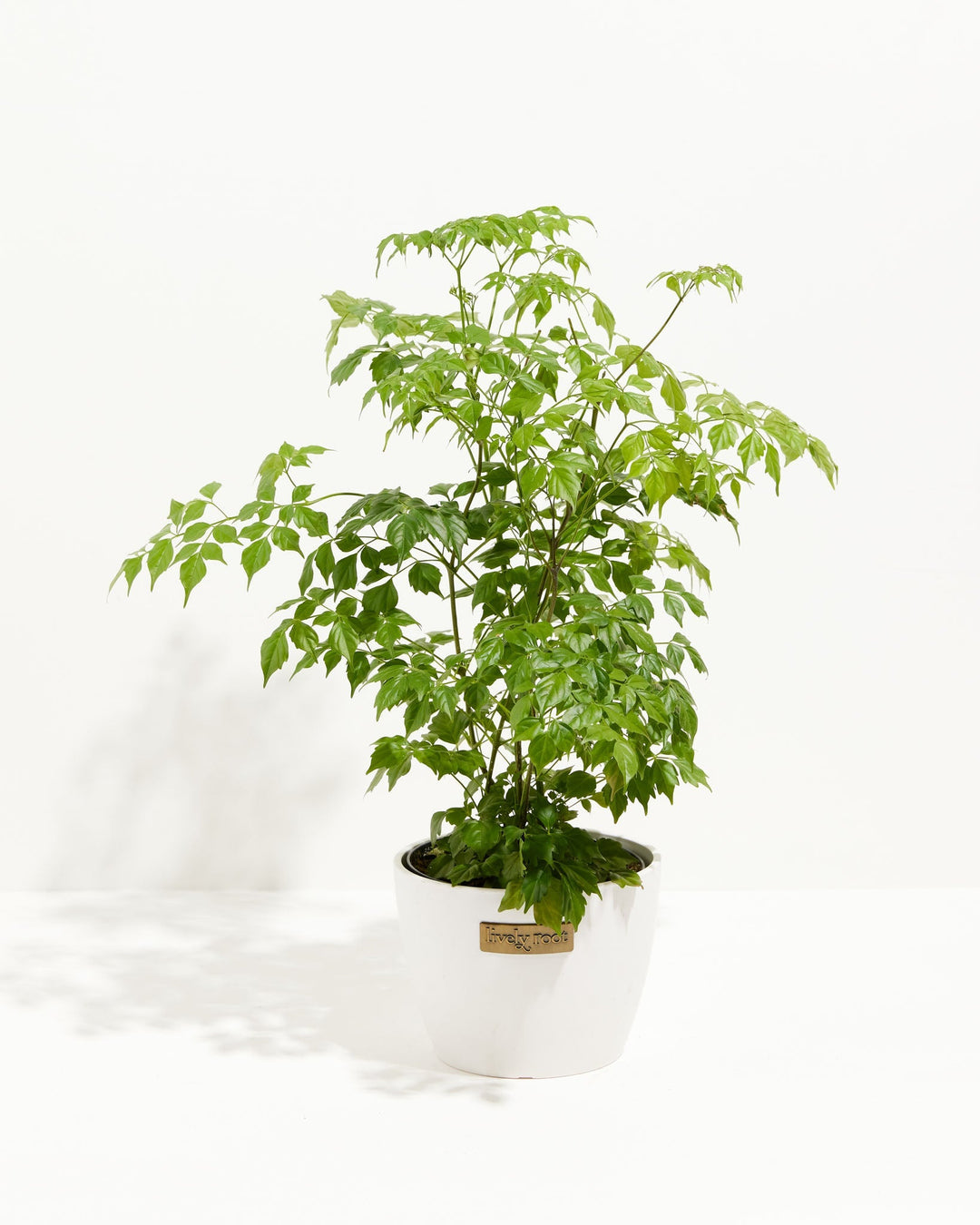 Medusa China Doll (Serpent Tree)