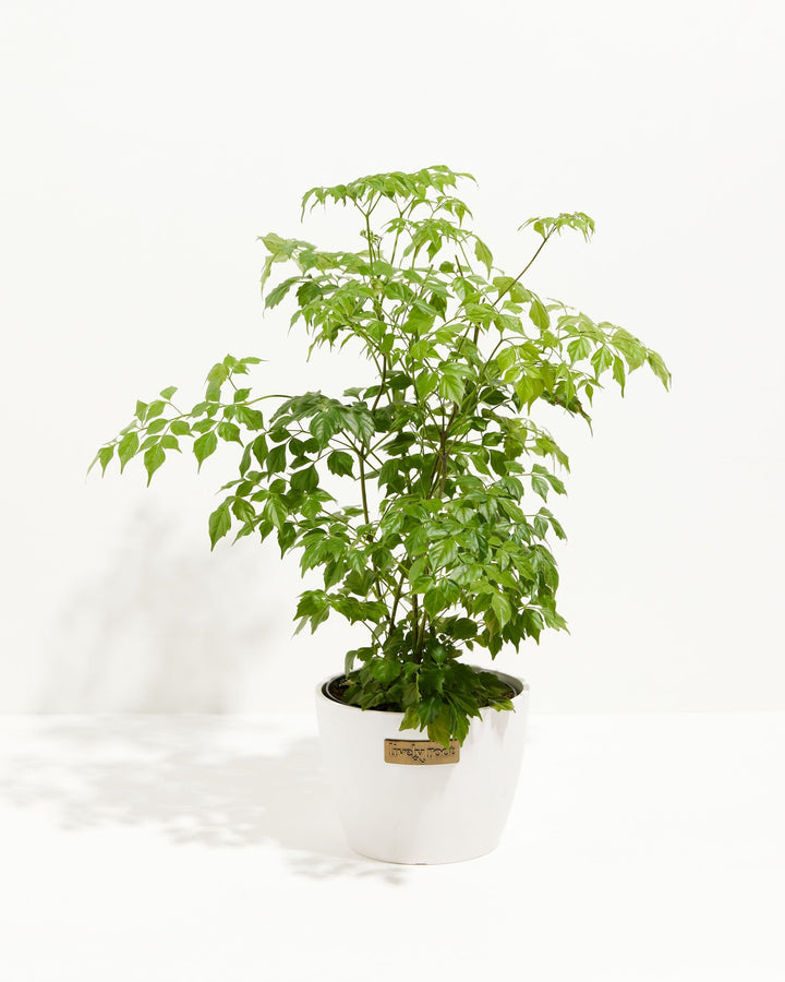 Medusa China Doll (Serpent Tree)