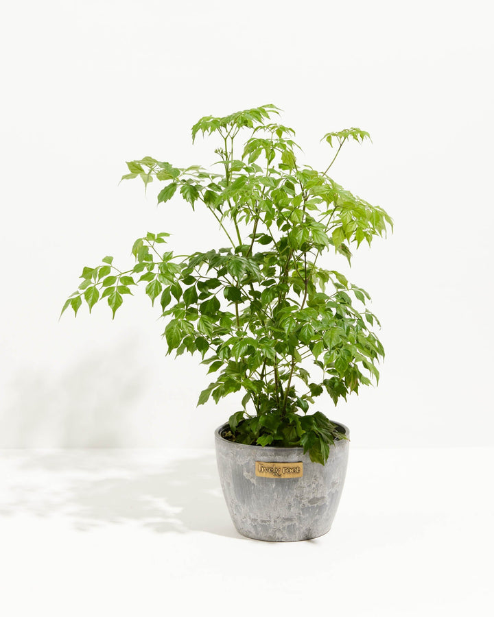 Medusa China Doll (Serpent Tree)