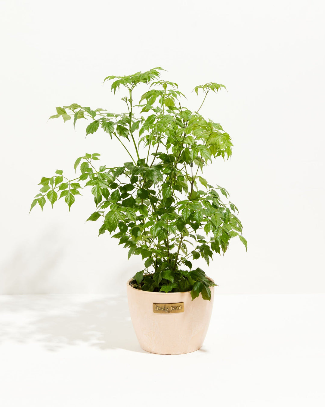 Medusa China Doll (Serpent Tree)
