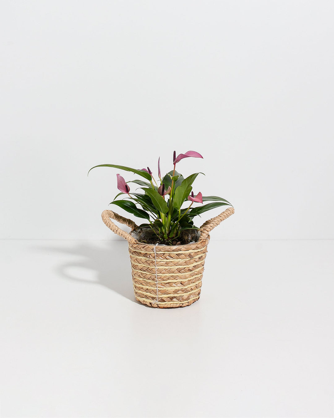 Purple Flamingo Flower