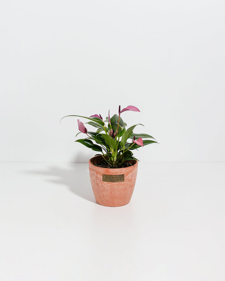 Purple Flamingo Flower