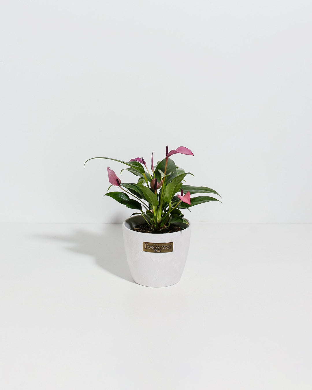 Purple Flamingo Flower