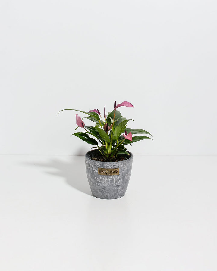 Purple Flamingo Flower