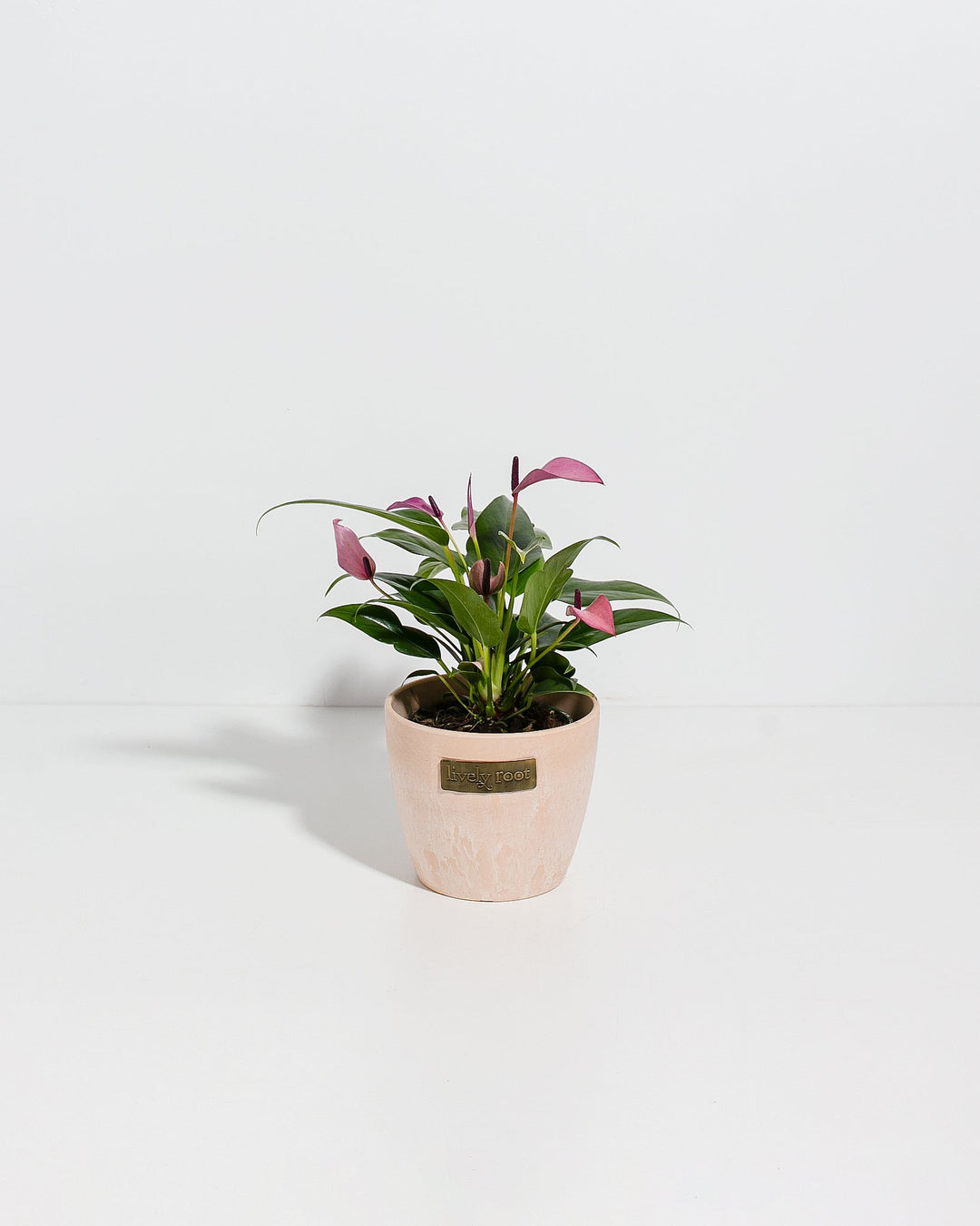 Purple Flamingo Flower