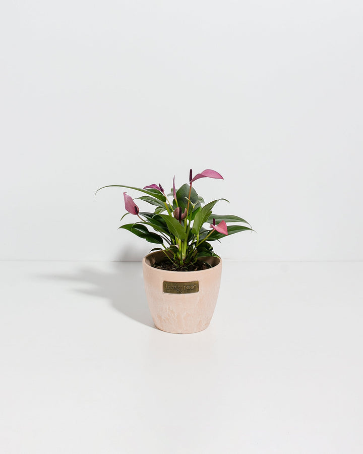 Purple Flamingo Flower