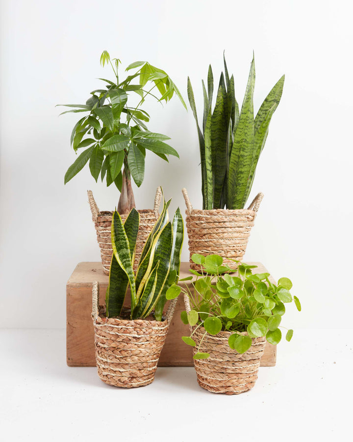Snakes and Money Plant Collection in woven seagrass baskets with looped handles arranged on a wooden crate display — braided trunk Money Tree, tall Sansevieria Zeylanica, variegated yellow-edged Snake Plant, and Pilea Peperomioides — a curated indoor houseplant bundle