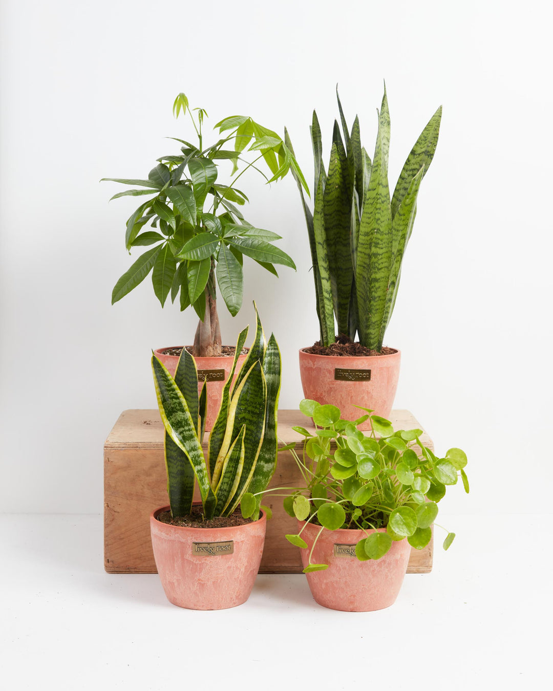 Snakes and Money Plant Collection in terracotta Chai Lively Root pots with weathered finish arranged on a wooden crate display — braided trunk Money Tree, tall Sansevieria Zeylanica, variegated yellow-edged Snake Plant, and Pilea Peperomioides — a curated indoor houseplant bundle