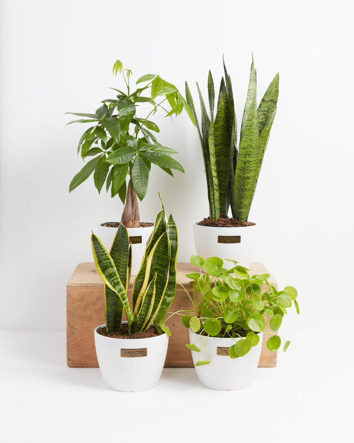 Snakes and Money Plant Collection in white Coco Lively Root pots arranged on a wooden crate display — braided trunk Money Tree, tall Sansevieria Zeylanica, variegated yellow-edged Snake Plant, and Pilea Peperomioides — a curated indoor houseplant bundle