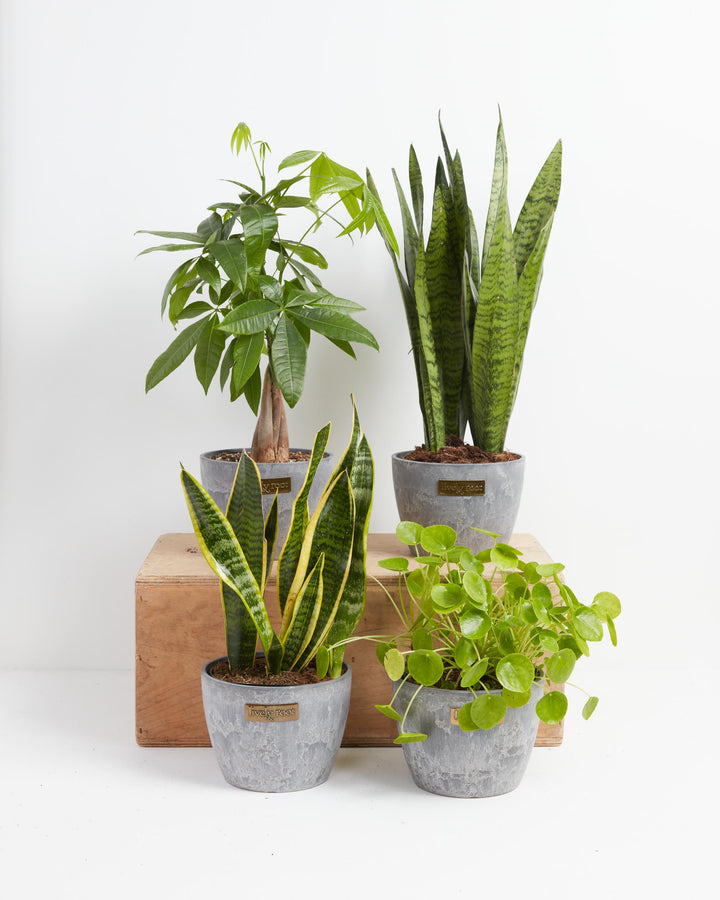 Snakes and Money Plant Collection in grey textured Lively Root pots arranged on a wooden crate display — braided trunk Money Tree, tall Sansevieria Zeylanica, variegated yellow-edged Snake Plant, and Pilea Peperomioides — a curated indoor houseplant bundle