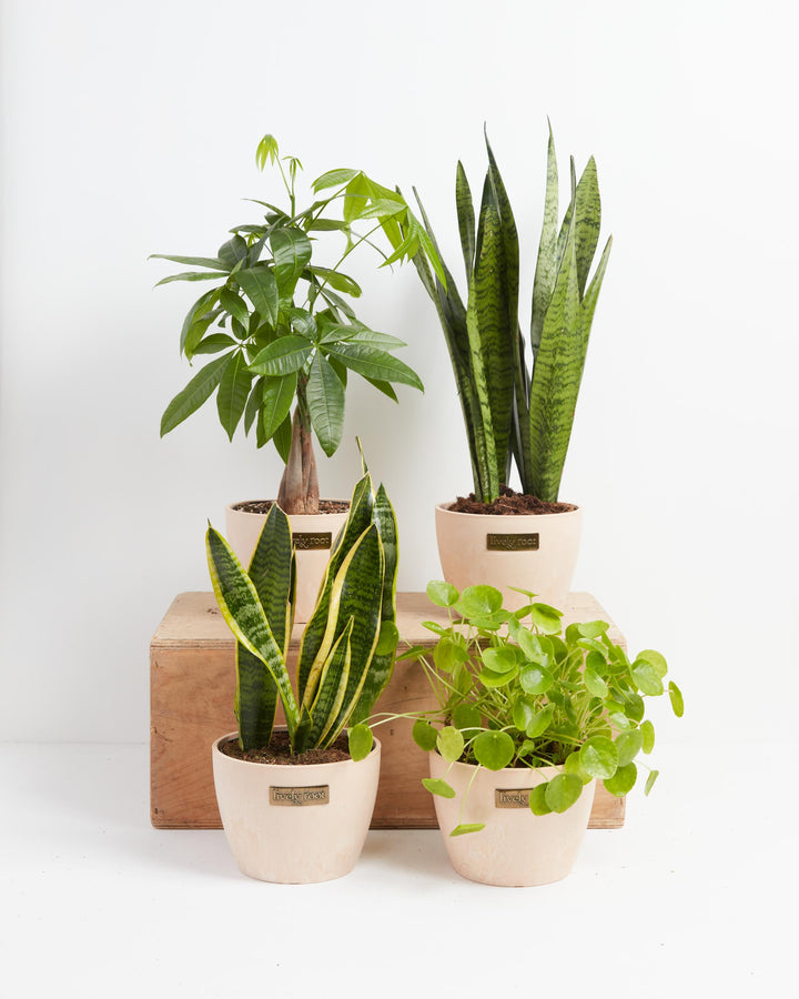 Snakes and Money Plant Collection in blush pink Maca Lively Root pots with distressed finish arranged on a wooden crate display — braided trunk Money Tree, tall Sansevieria Zeylanica, variegated yellow-edged Snake Plant, and Pilea Peperomioides — a curated indoor houseplant bundle