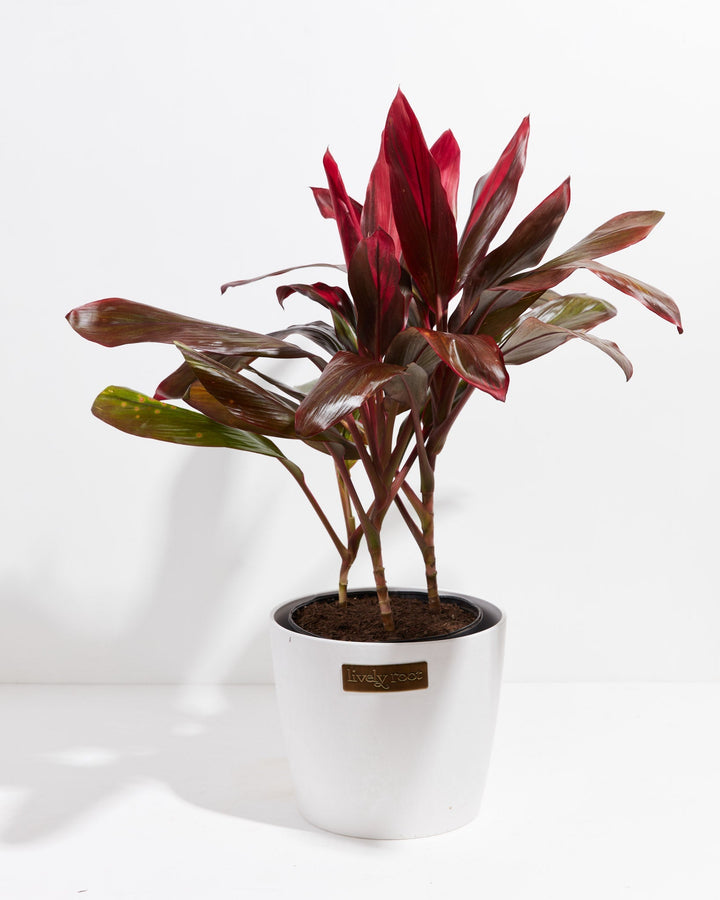 This Cordyline Florida Flamingo displays its signature fiery pink and burgundy foliage in a clean white pot.