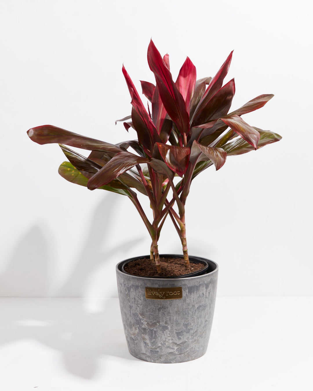 Layers of ruby and wine-colored leaves define the Cordyline Florida Flamingo, housed in an earl grey pot.