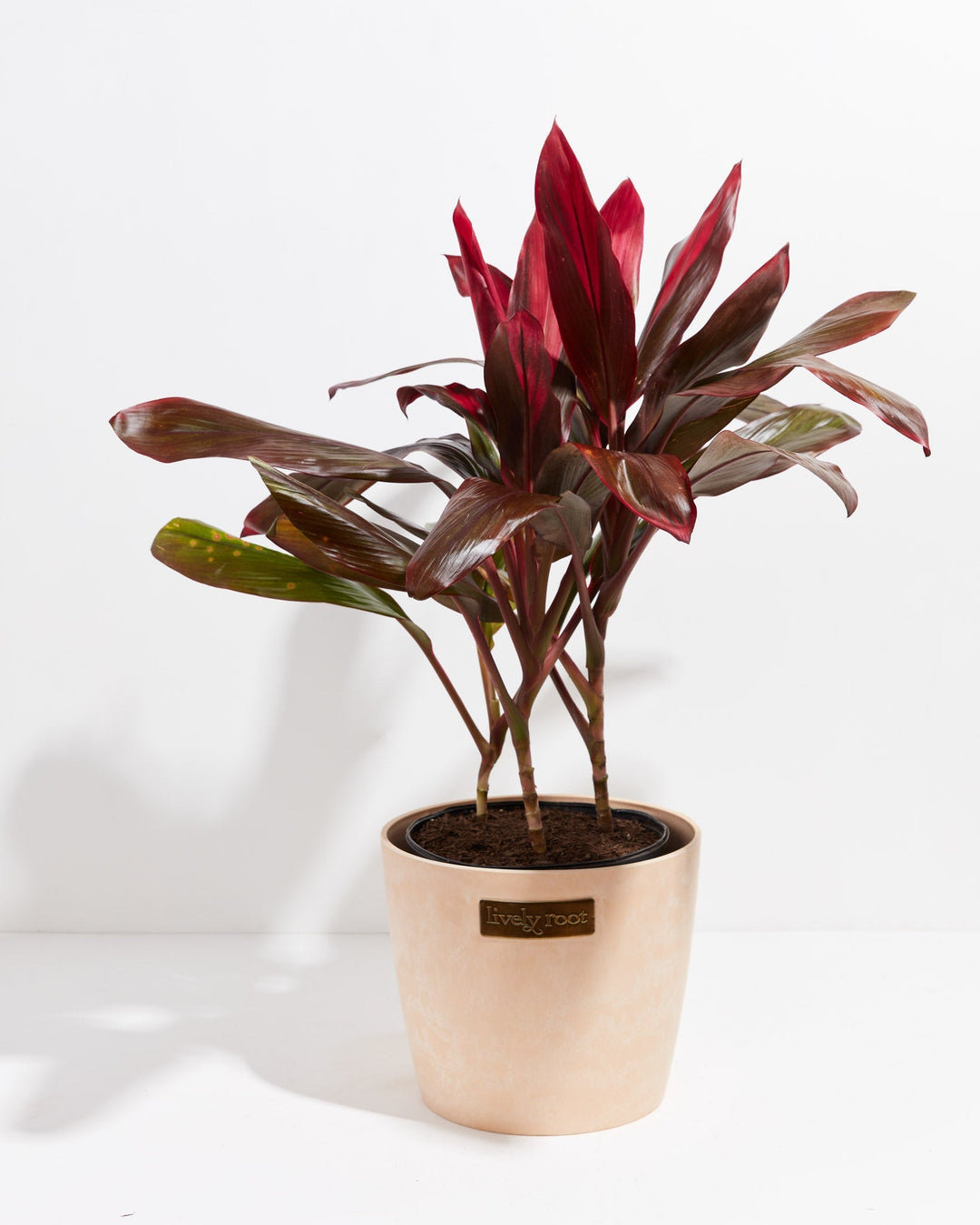 Set in a soft macaron pot, the Cordyline Florida Flamingo shows off its striking magenta and deep maroon leaves.