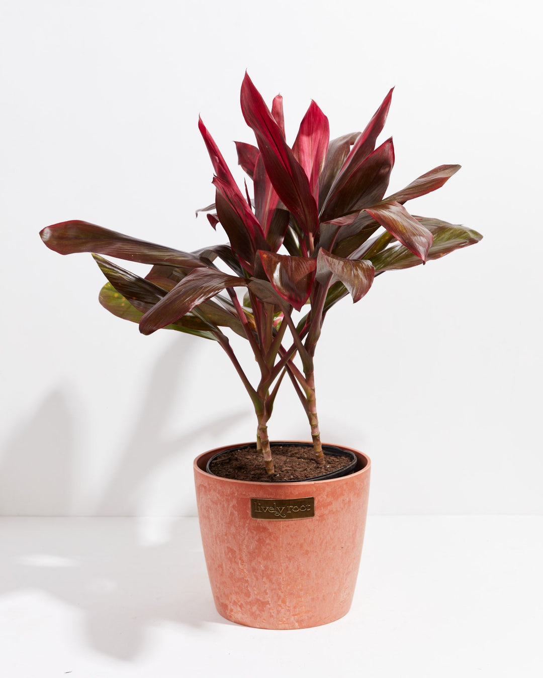 The Cordyline Florida Flamingo's vibrant pink-red leaves stand out beautifully against a terracotta chai pot.