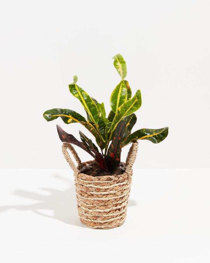 Croton Mammy