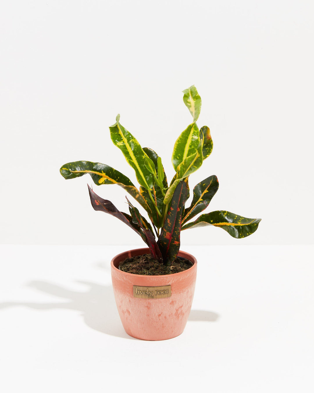 Croton Mammy