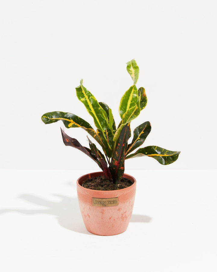 Croton Mammy