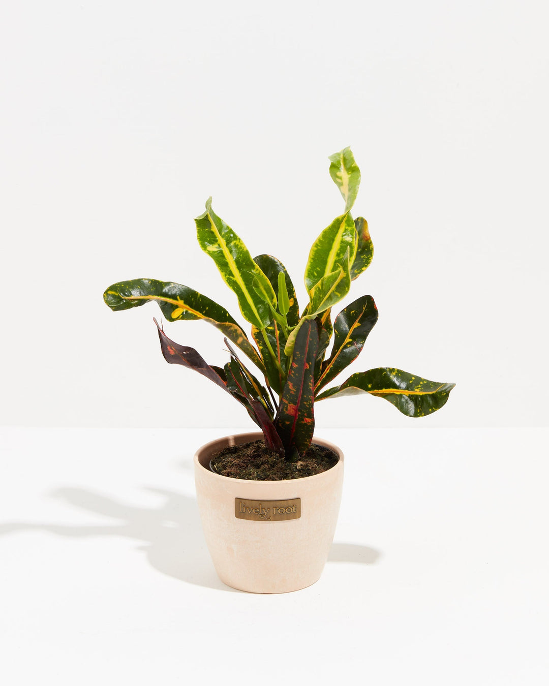 Croton Mammy