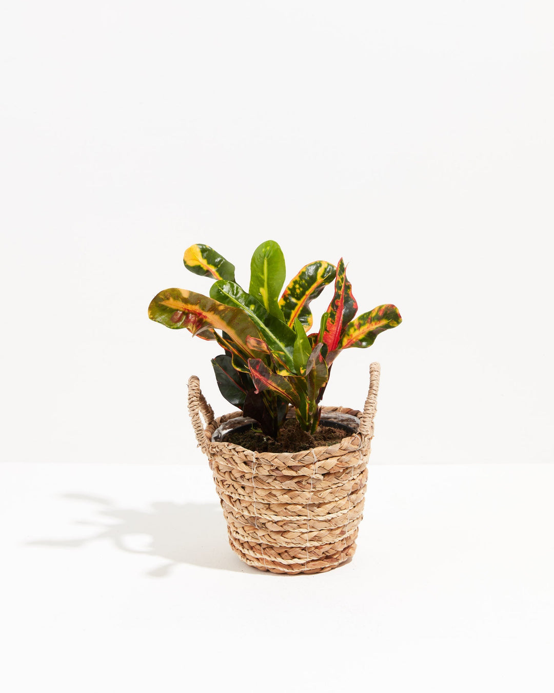 Croton Mammy