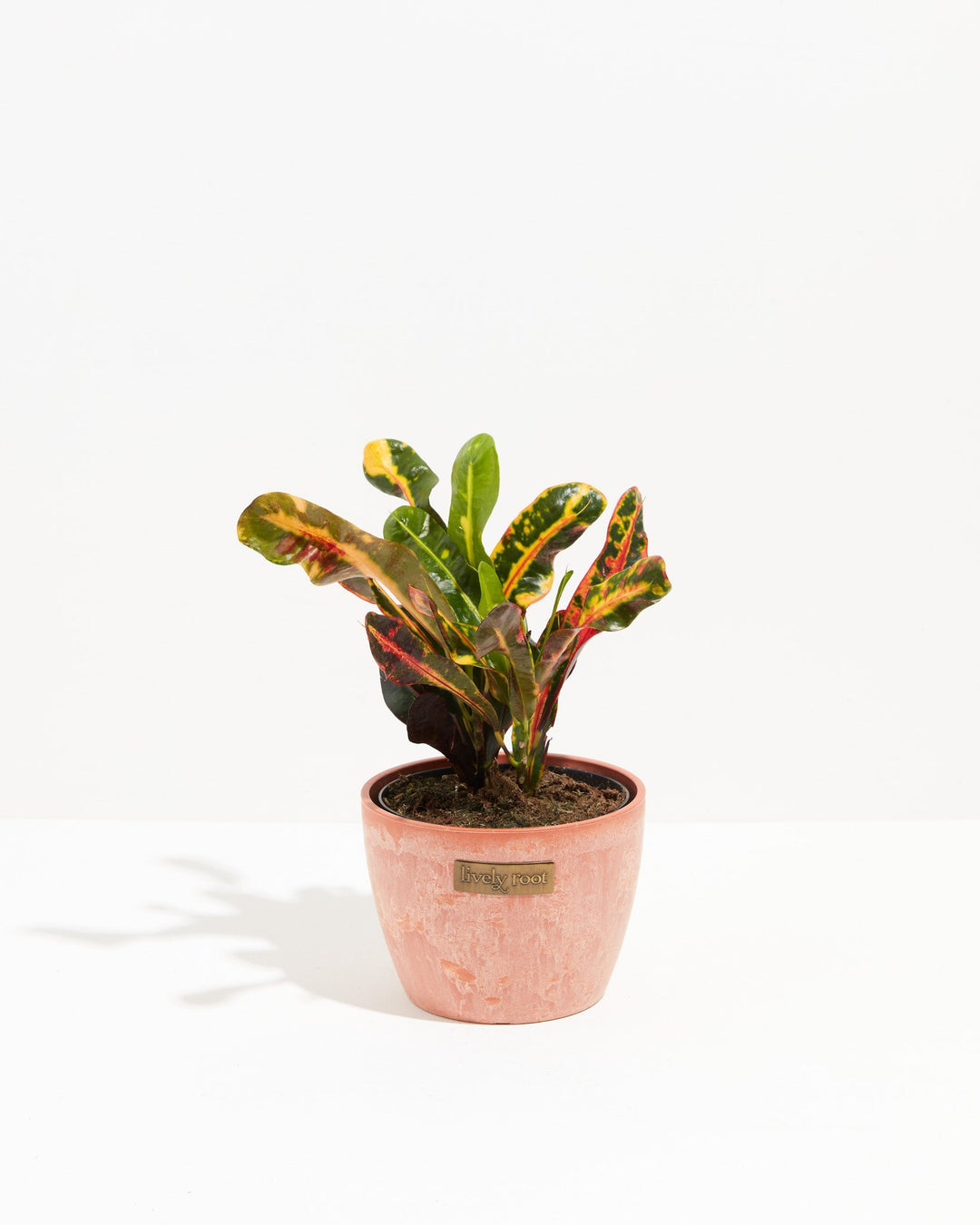 Croton Mammy