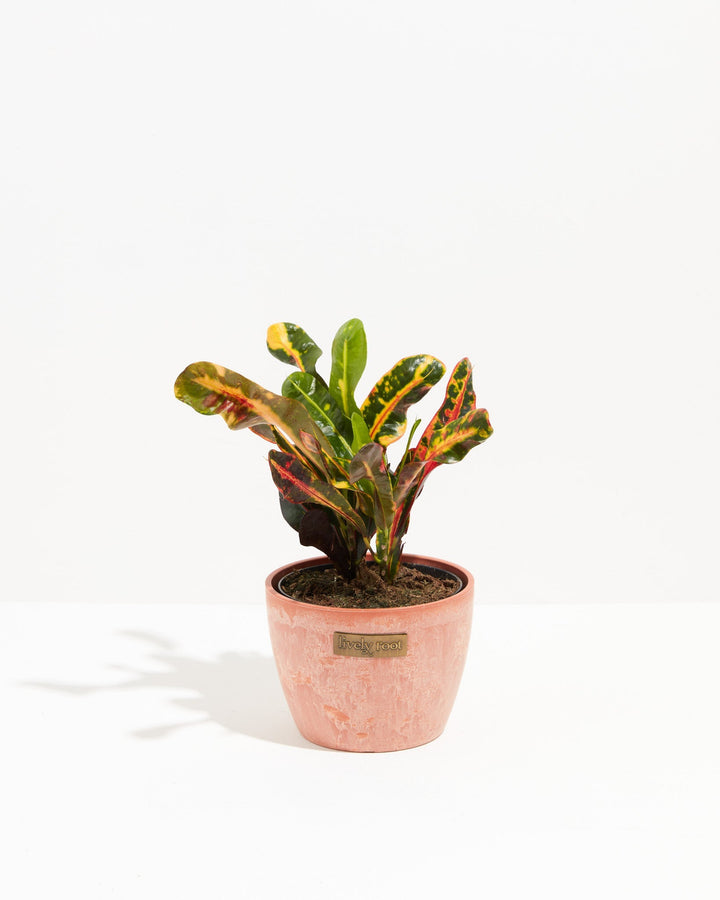 Croton Mammy