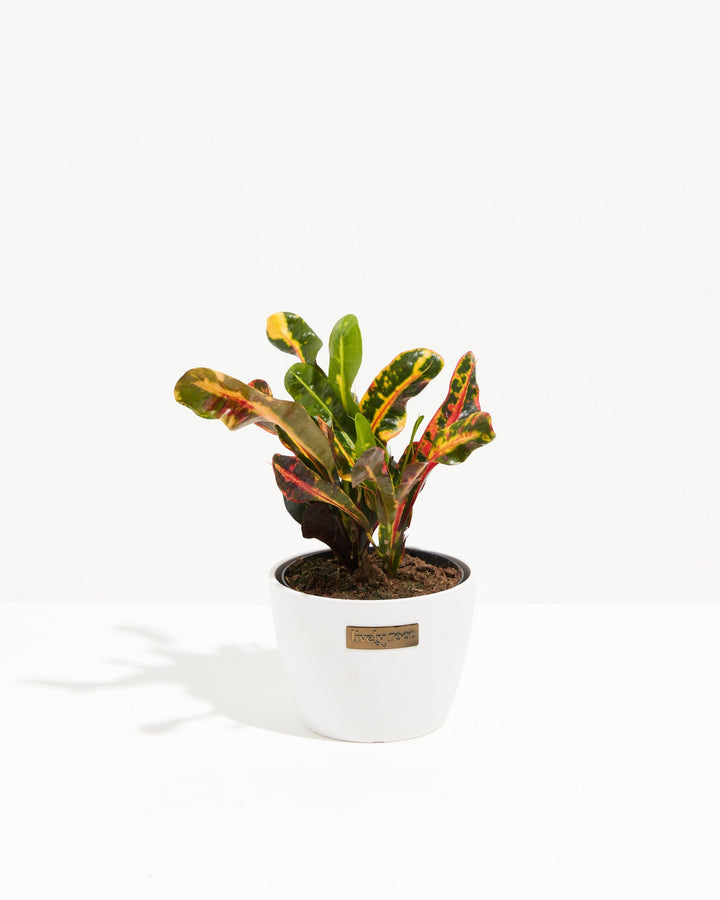 Croton Mammy