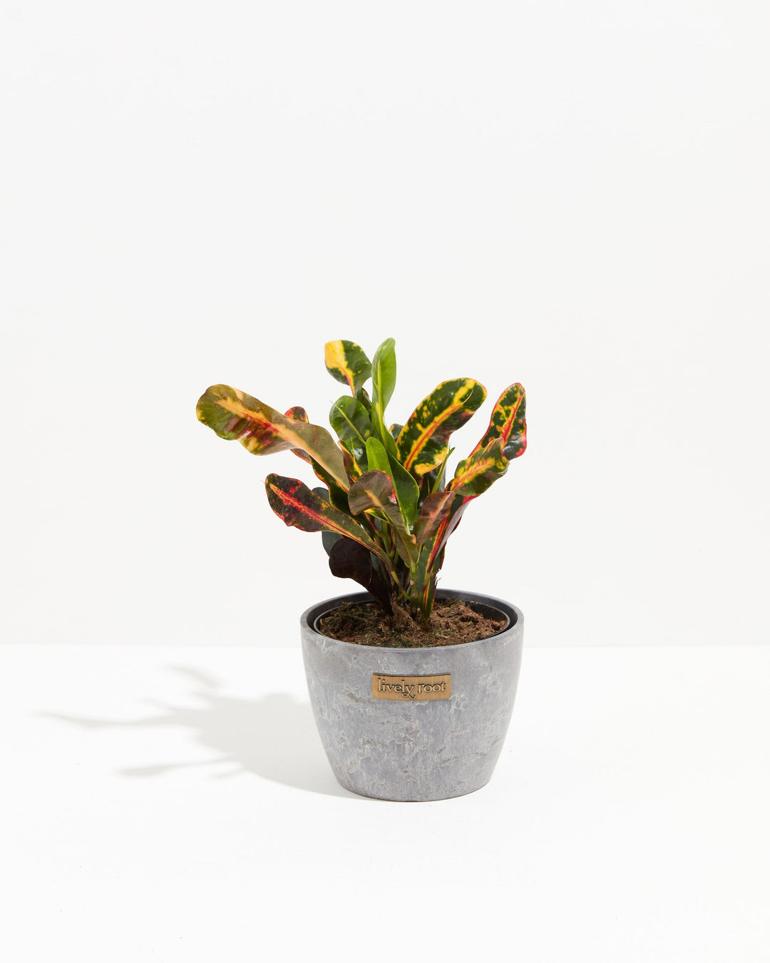 Croton Mammy