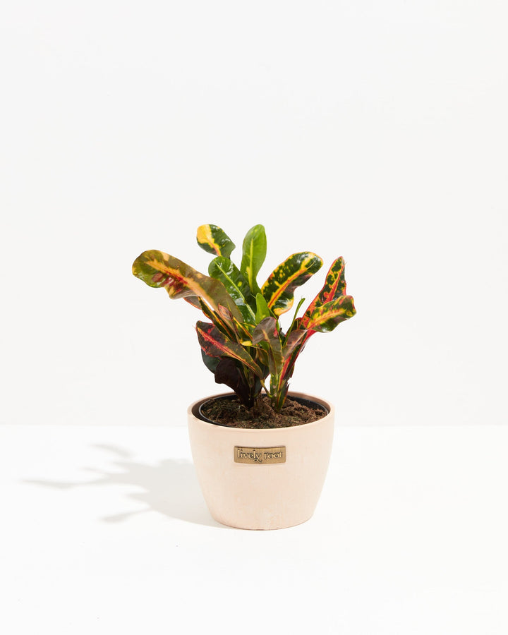 Croton Mammy