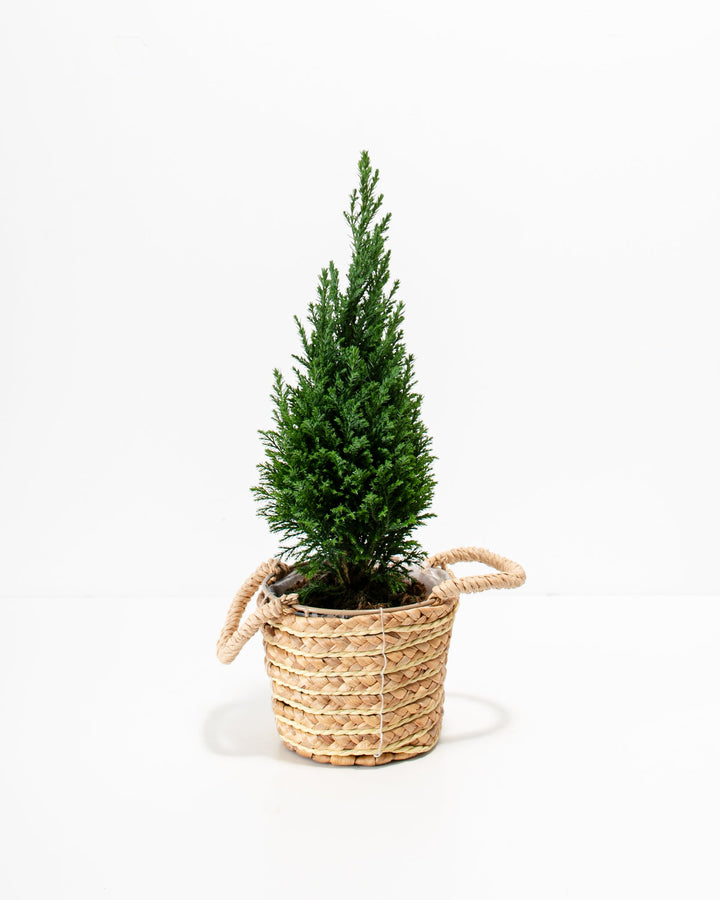 European Cypress Christmas Tree