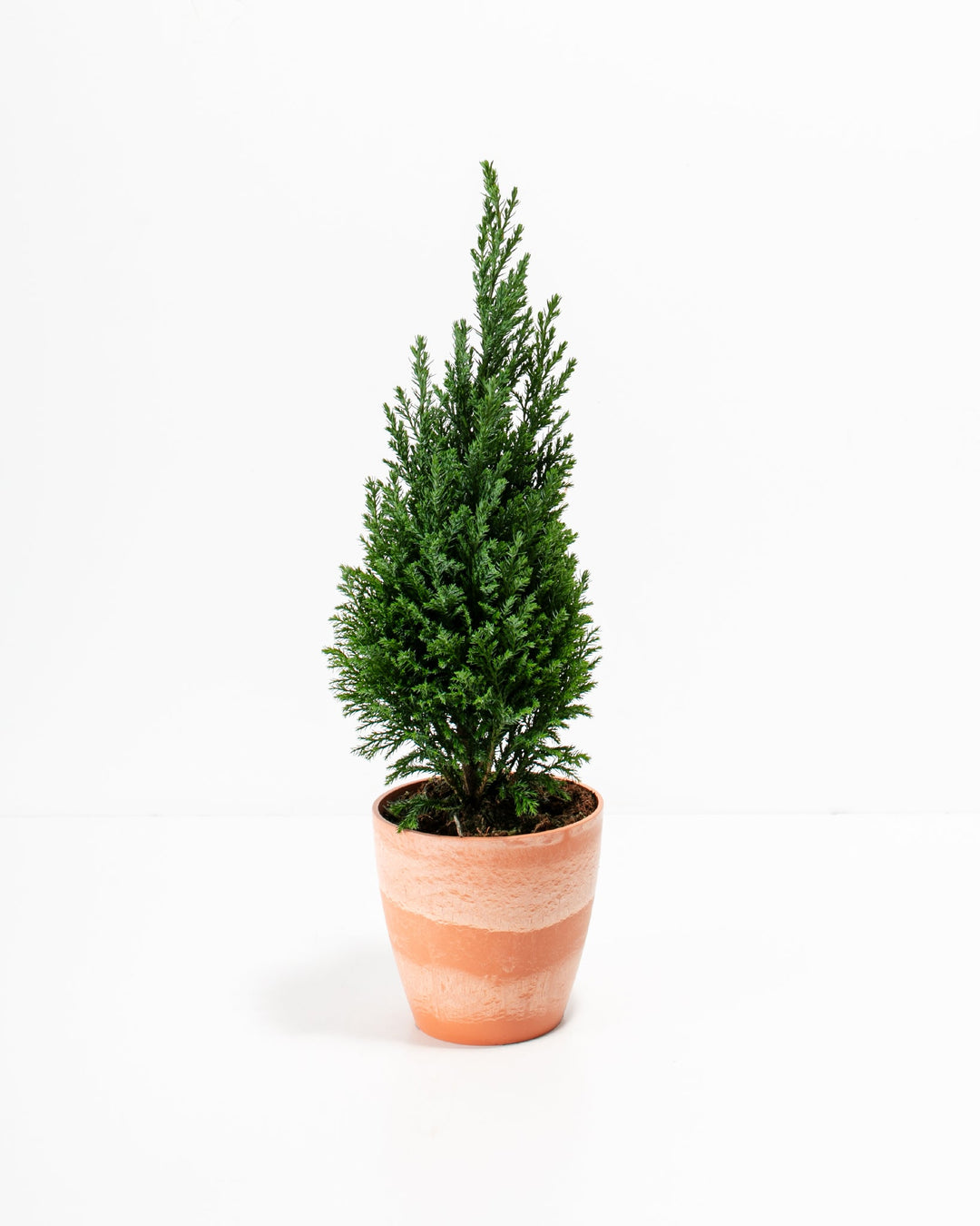 European Cypress Christmas Tree