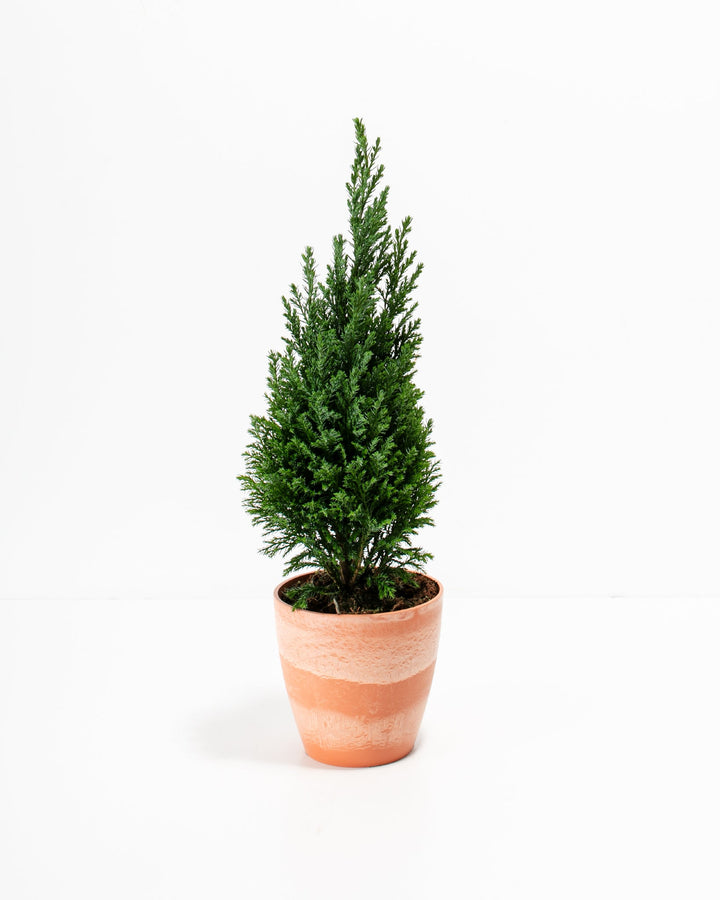 European Cypress Christmas Tree