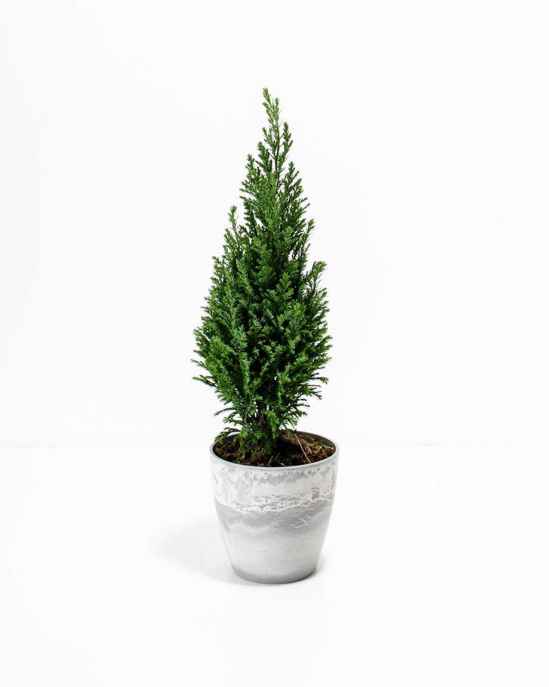 European Cypress Christmas Tree