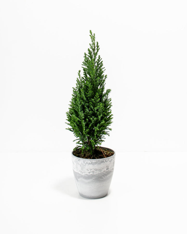 European Cypress Christmas Tree