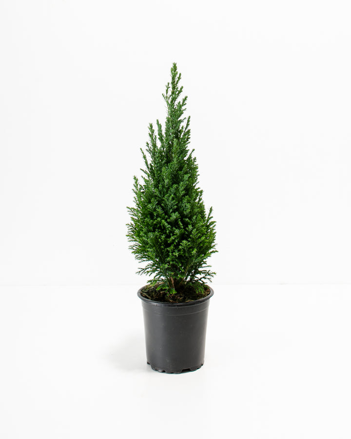 European Cypress Christmas Tree